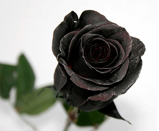 Черные розы, купите черные розы в Москве с бесплатной ...
 Черные Розы Букет